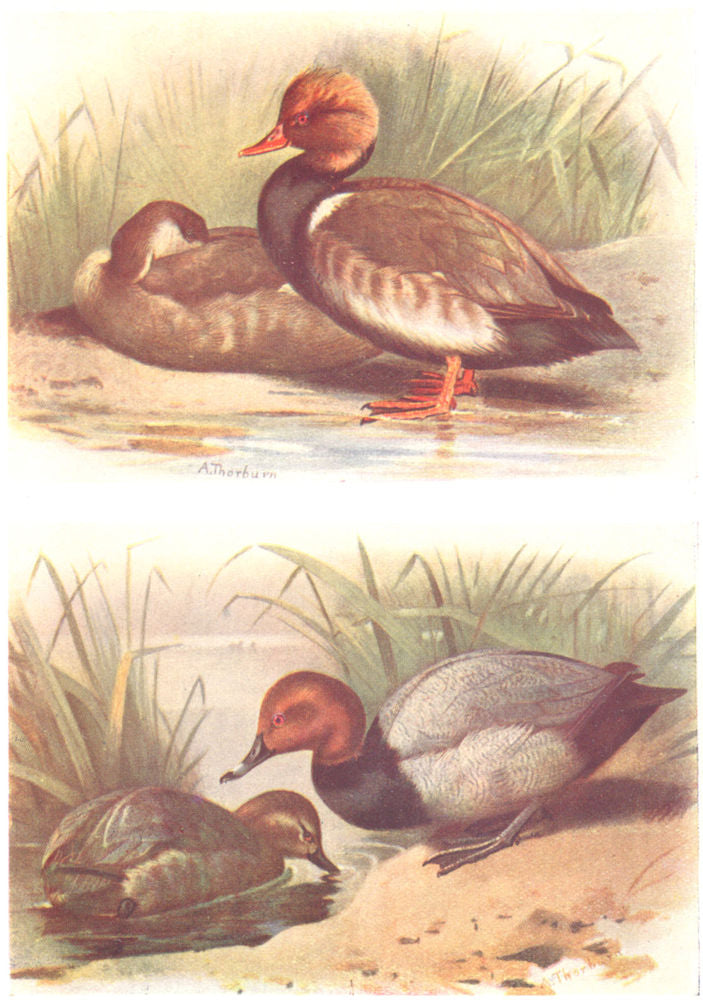 BRITISH BIRDS. Red-crested Pochard; Pochard. THORBURN 1925 old vintage print